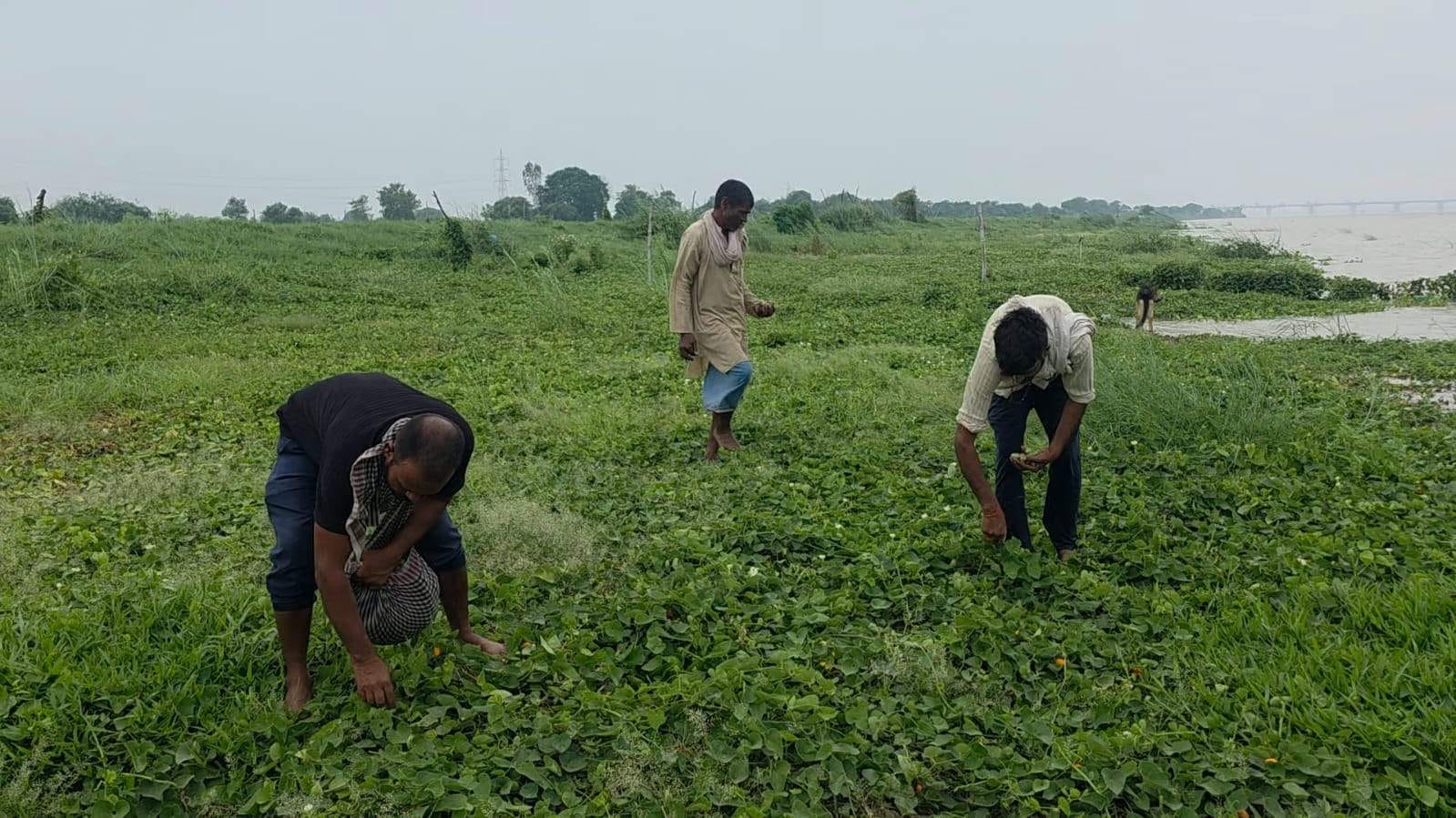 सब्जी तोड़ते किसान।   संवाद