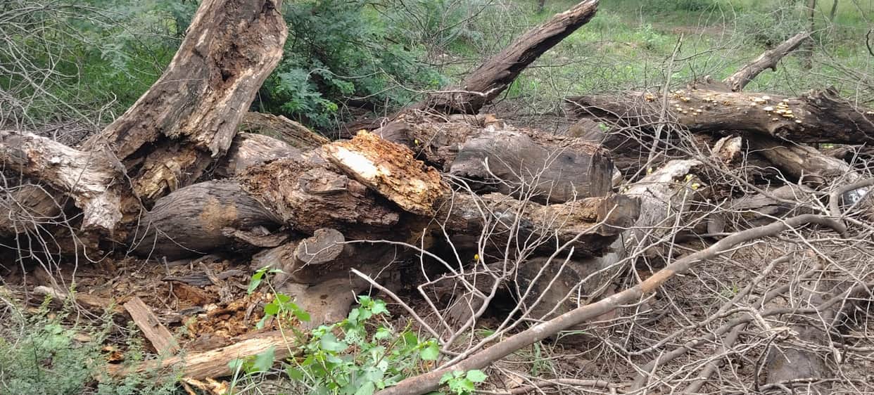 Staff haunted by fear of recovery for dried trees left rotting in the open for 11 years