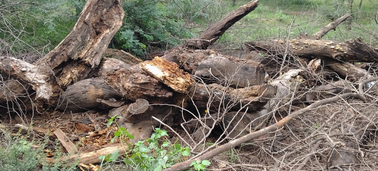 Staff haunted by fear of recovery for dried trees left rotting in the open for 11 years
