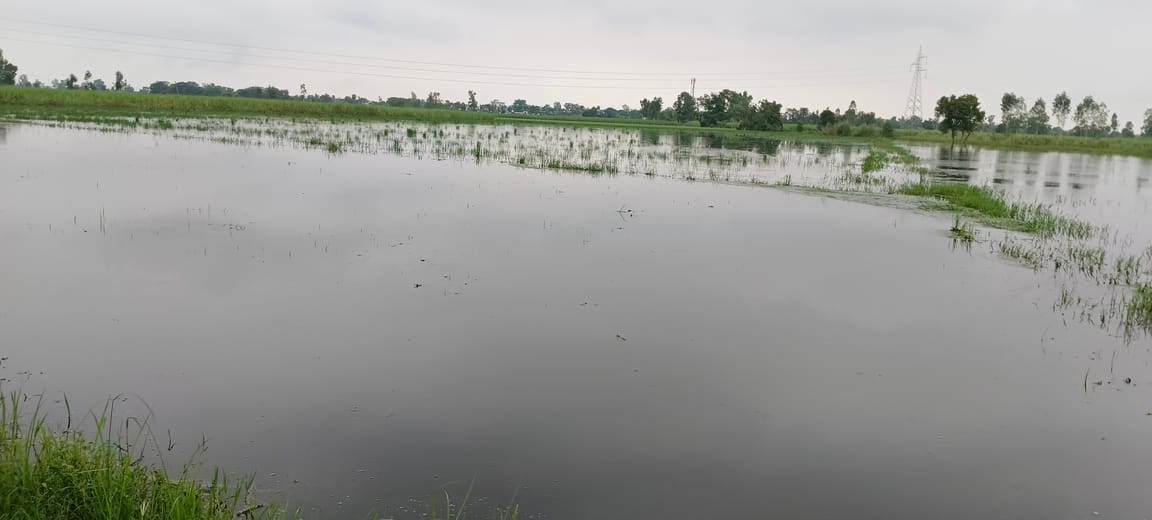Forests in many villages are submerged, crops are on the verge of destruction.