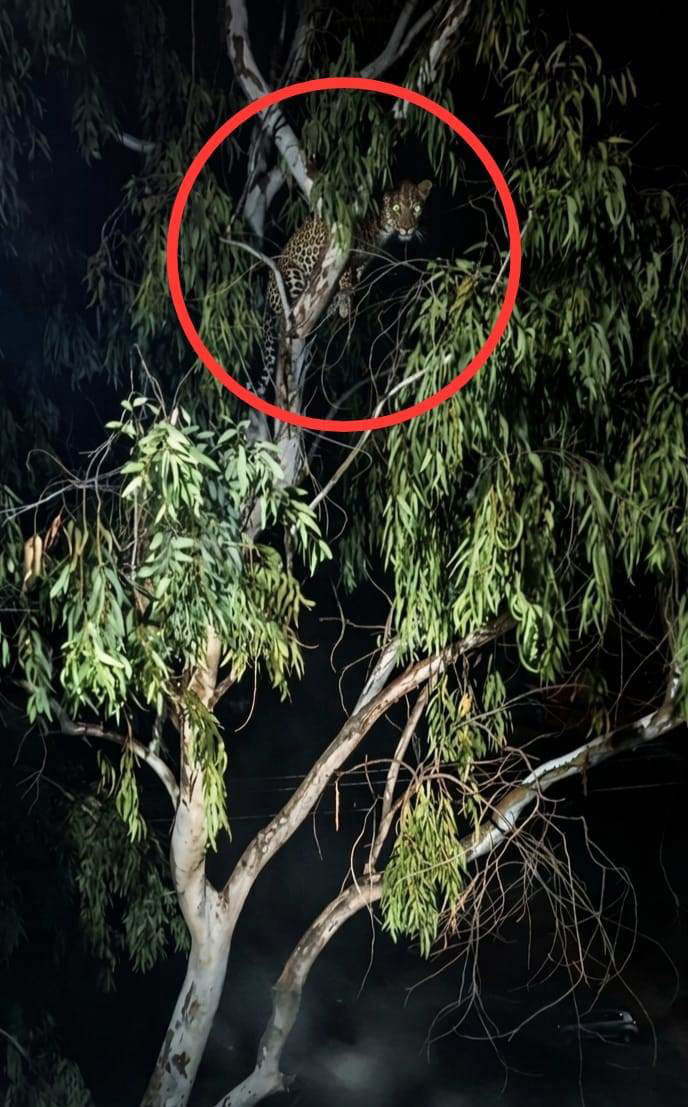 यूकेलिप्टस के पेड़ पर बैठा तेंदुआ। स्रोत सोशल मीडिया