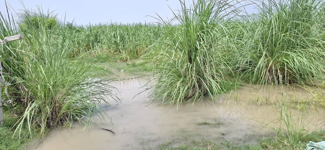 Ganga water level rises; 250 bighas of farmland and crops in Chansi-Fatehpur Mandhaiya village have been submerged by the river.
