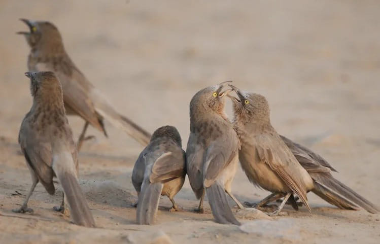 In Chambal, the chirping of the 'Seven Sisters' birds brings a sense of peace akin to the songs of the monsoon season.