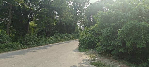 Overgrown bushes on the Bhatni-Bhingari Bazar route pose a hazard; lives at risk.
