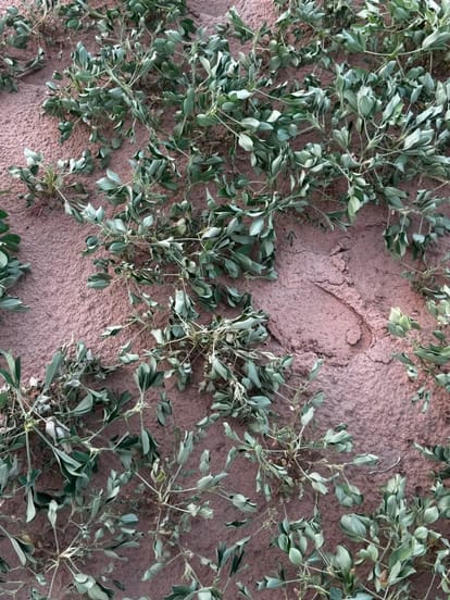 बारिश कमी से मुरझा रही मूंगफली की फसल। स्रोत किसान