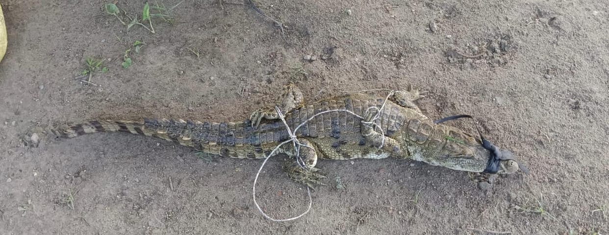 Crocodile caught from a pond in Sujauli.