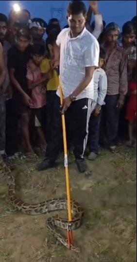 Snake found in Vigilance Office; python spotted in field.