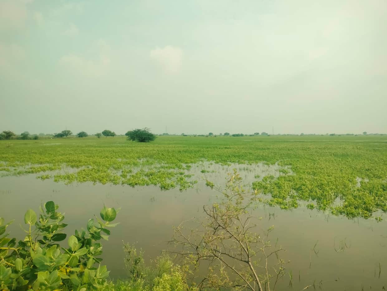 Sesame crops submerged due to heavy rainfall; risk increases.