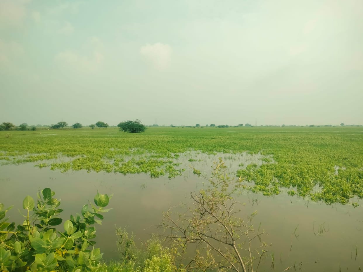 Sesame crops submerged due to heavy rainfall; risk increases.