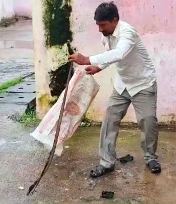 Son arrives at hospital with snake, says it bit his father.