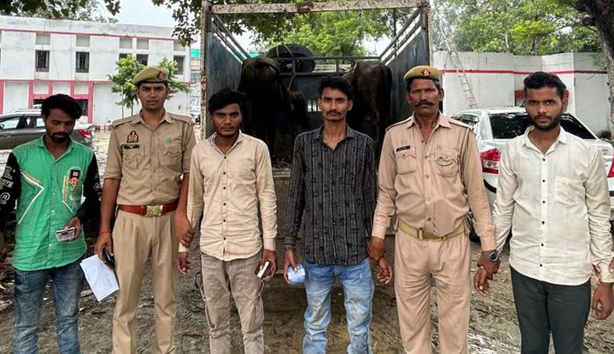 Four accused arrested for cattle theft; two buffaloes recovered.