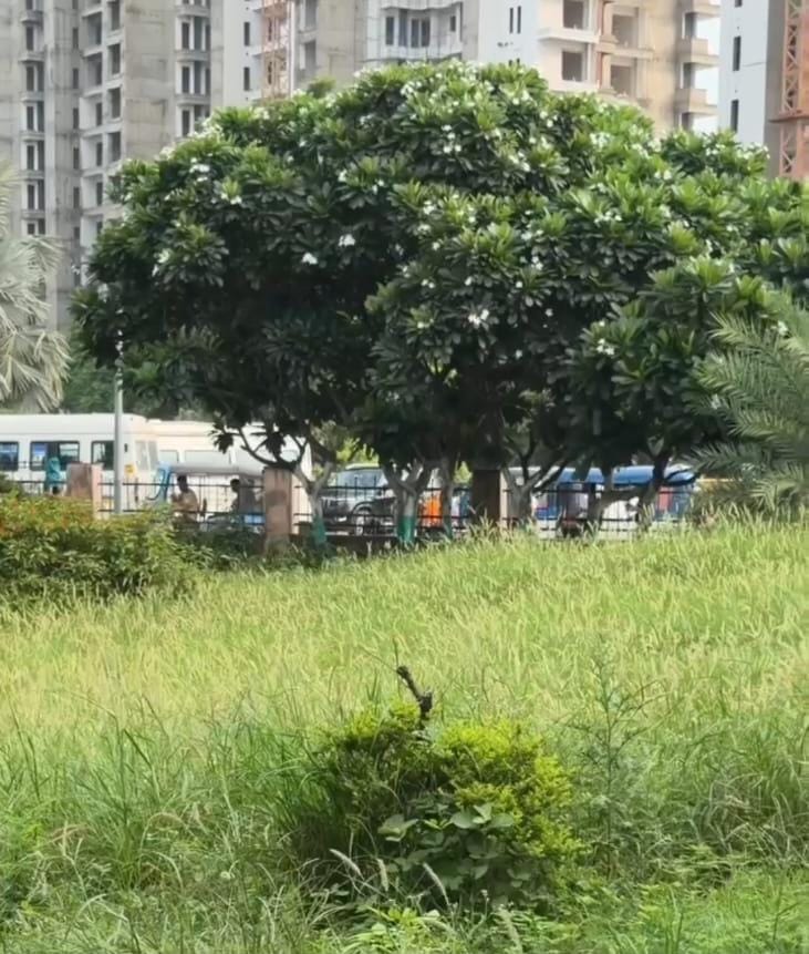 Overgrowth of bushes in green belt; questions raised about maintenance.