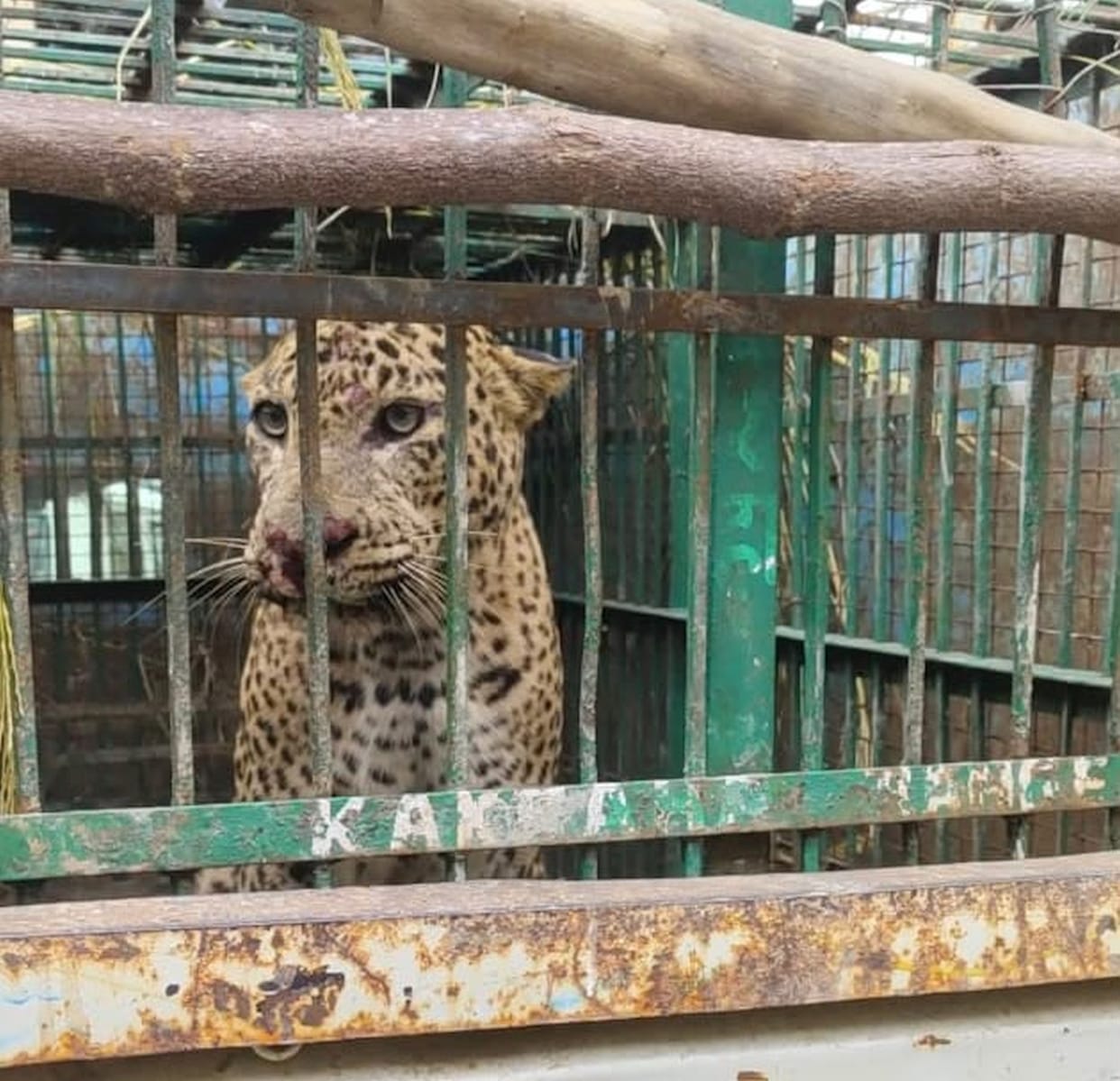 Leopard ventures close to human settlement; trapped in a cage at midnight.