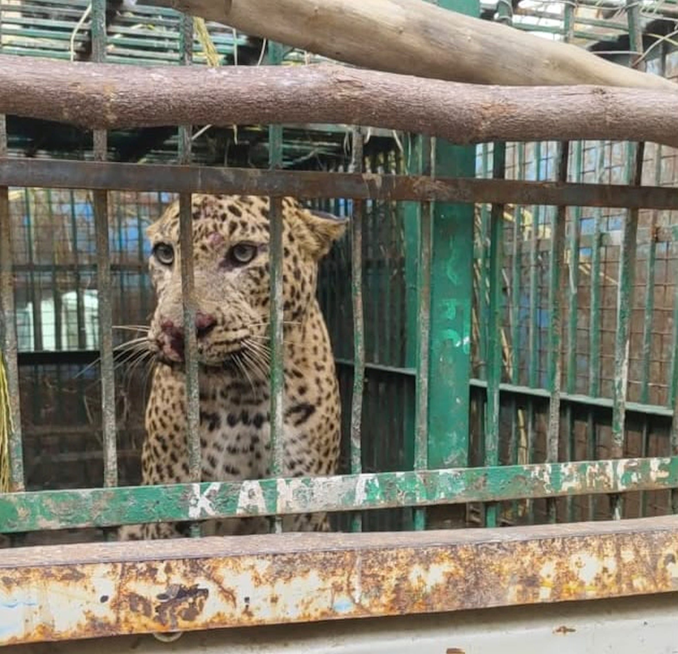 ककरहा रेंज के ढोढ़ेपुरवा में पिंजरे में कैद वयस्क नर तेंदुआ। 
