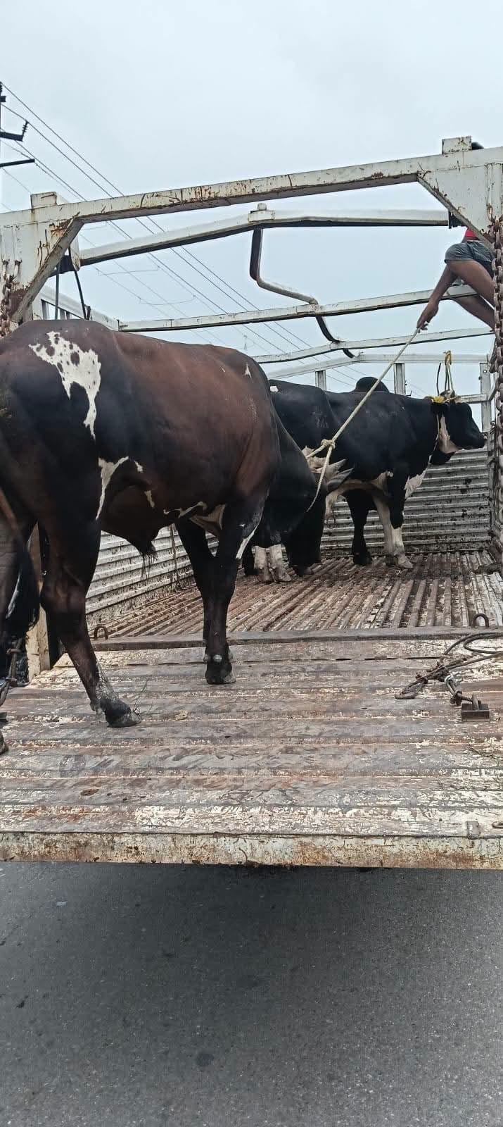 Municipal Corporation swings into action; over 15 stray animals rounded up from the streets.