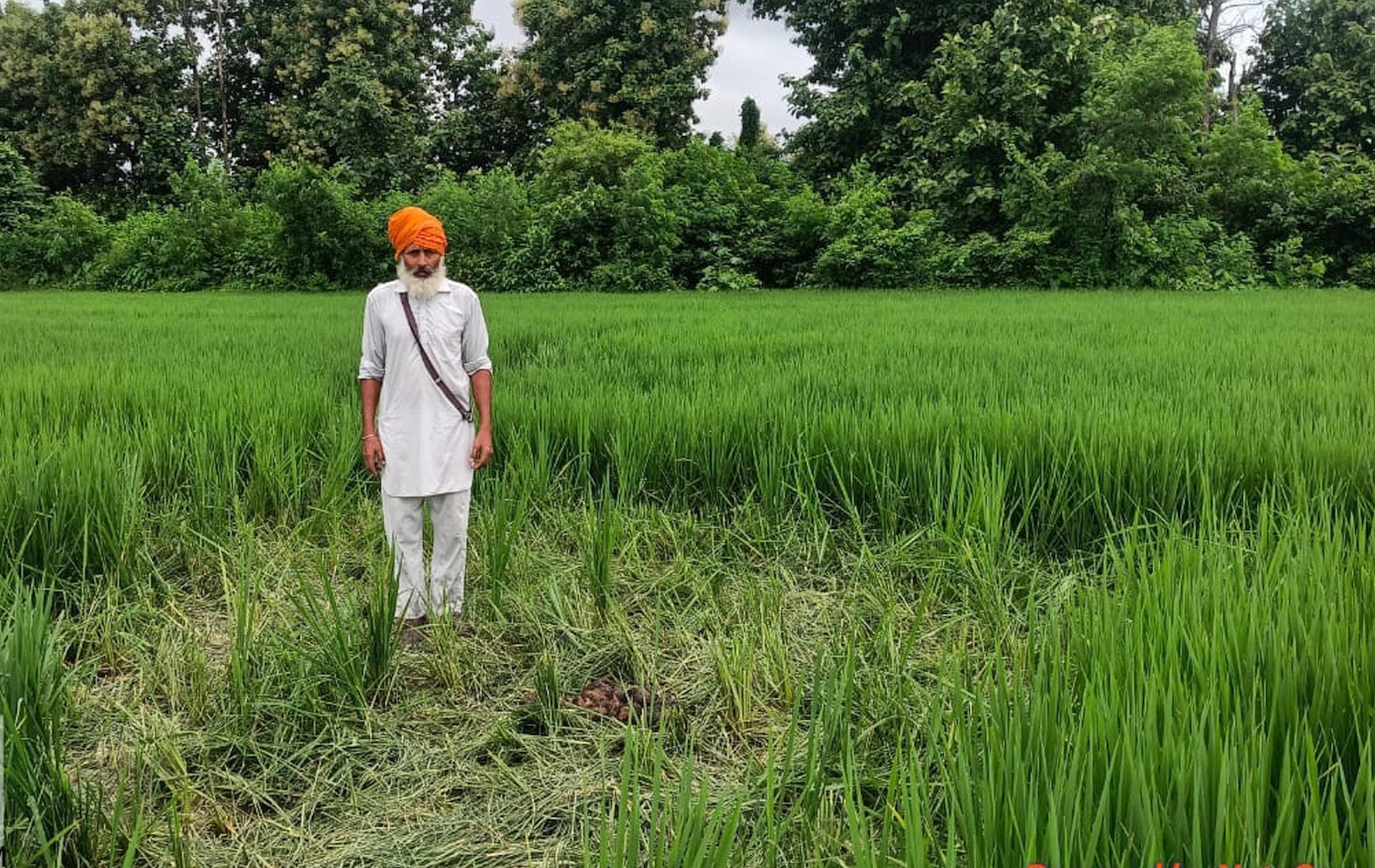 सुजौली रेंज के बनकटी गांव में हाथी के उत्पात में बर्बाद हुई फसल को दिखाता किसान।