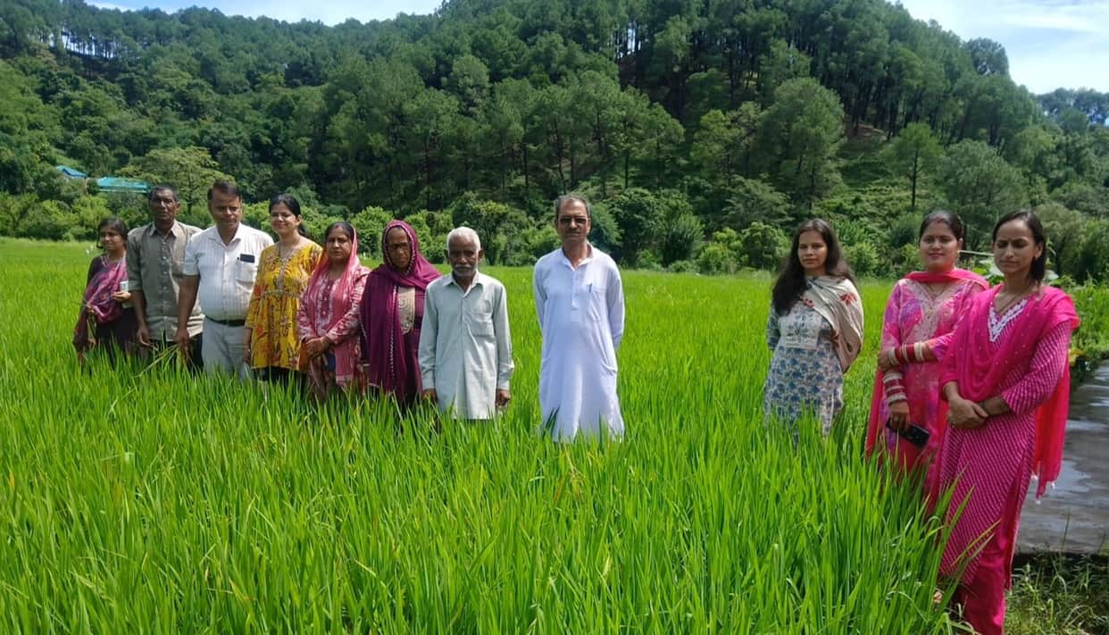 Paddy crops in five panchayats hit by Black Streaked Dwarf Virus.