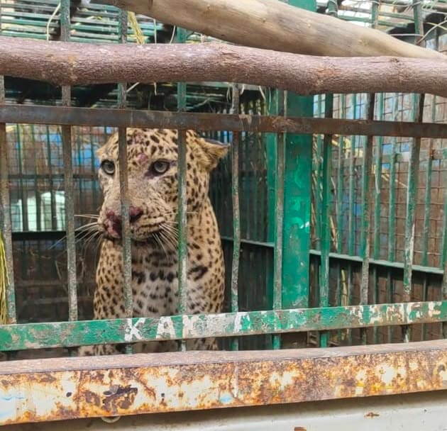 वन विभाग द्वारा लगाए गए पिंजरें के कैद तेंदुआ।