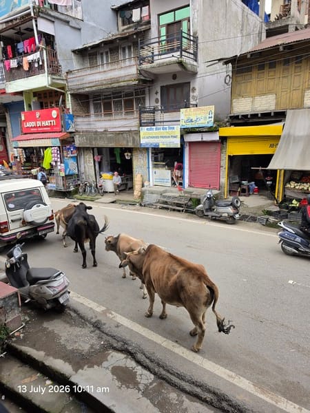 Stray animals roaming the streets of Banikhet have become a nuisance.