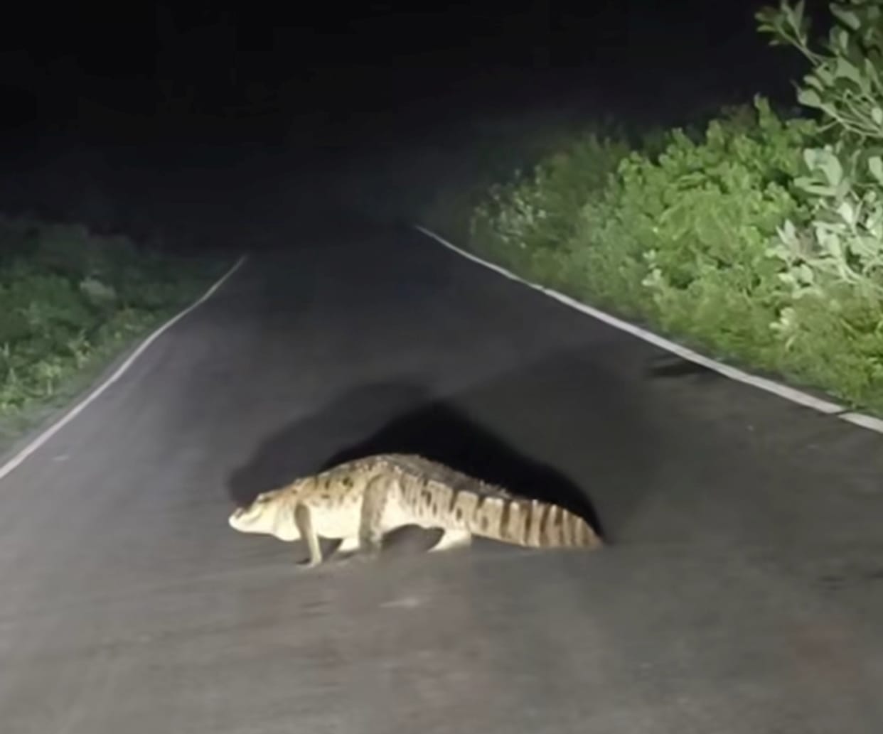 Crocodile wanders onto the road; traffic halted for five minutes.