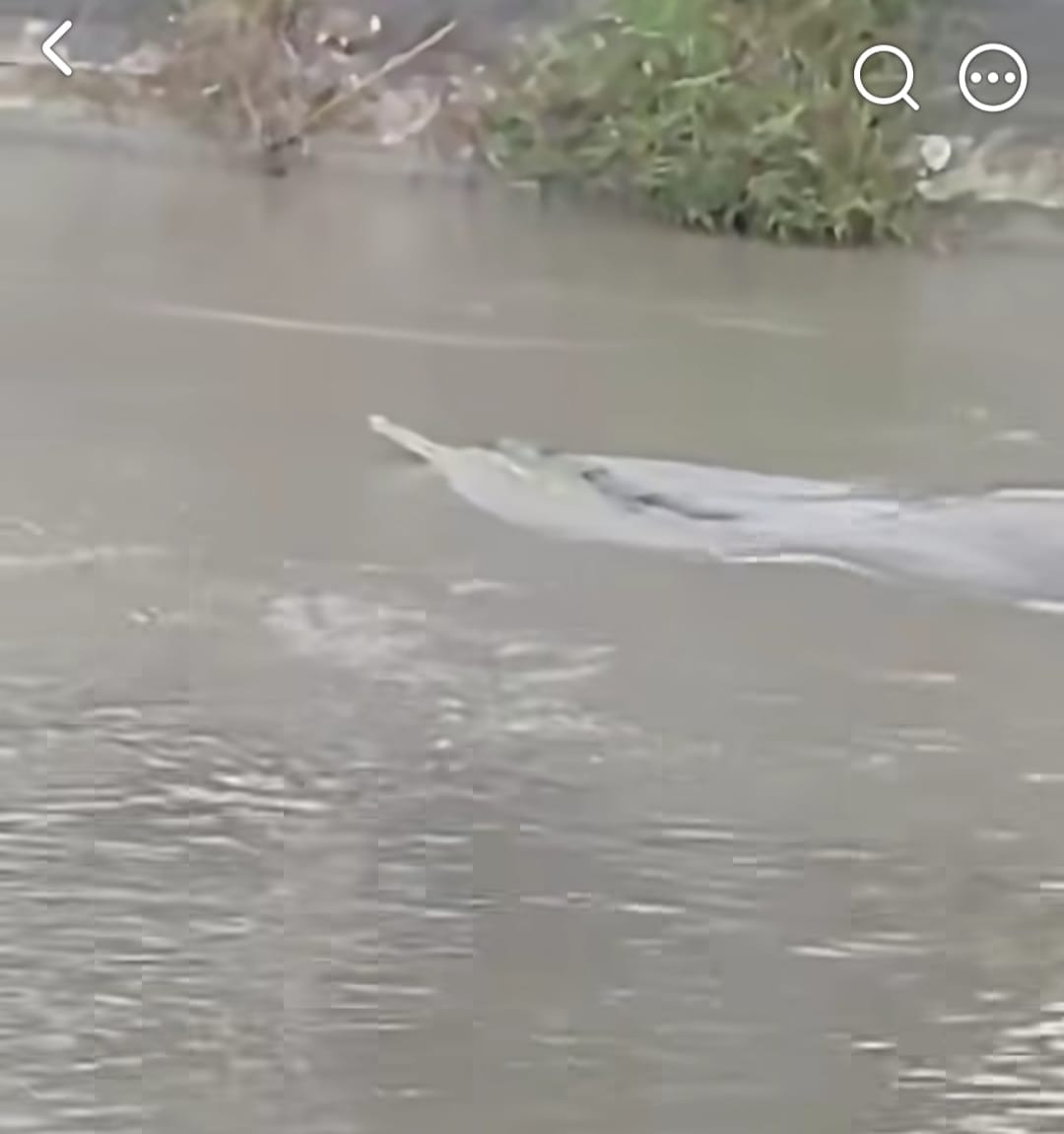 Crocodile appears near Dholha regulator, causes panic