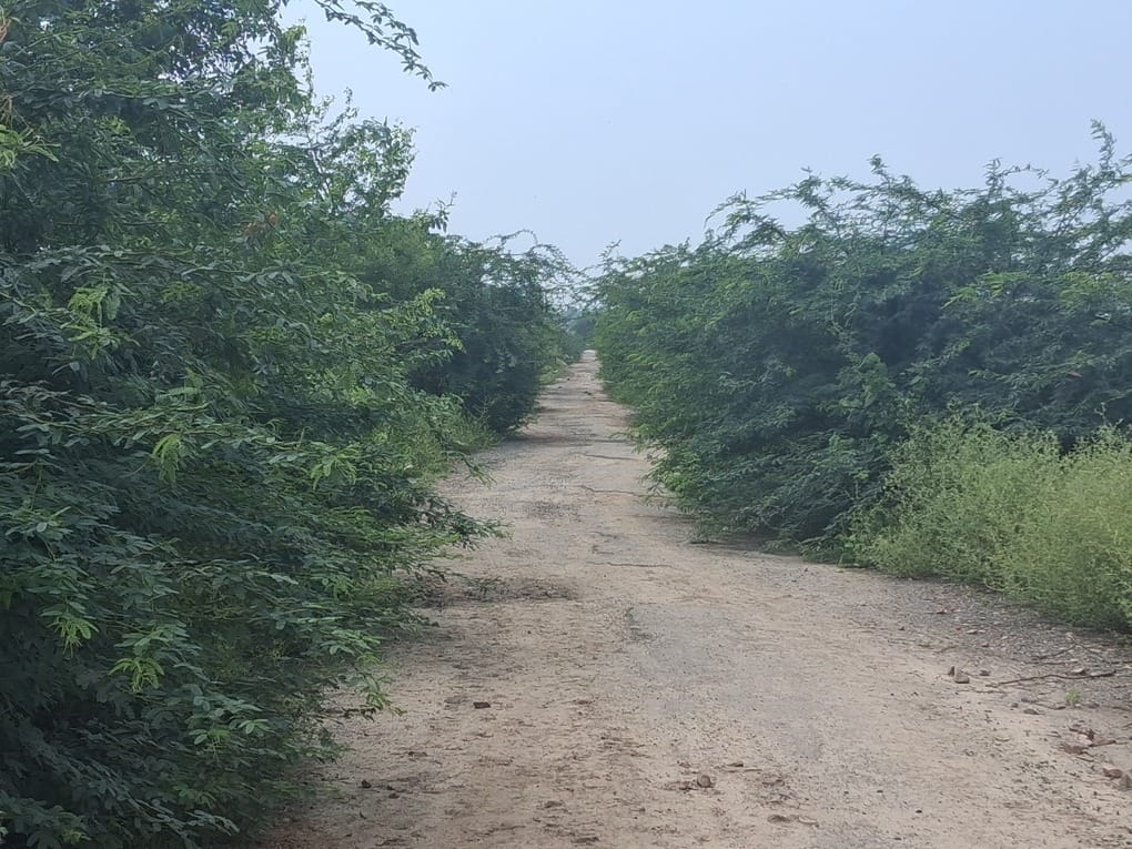 Overgrown bushes pose accident risk