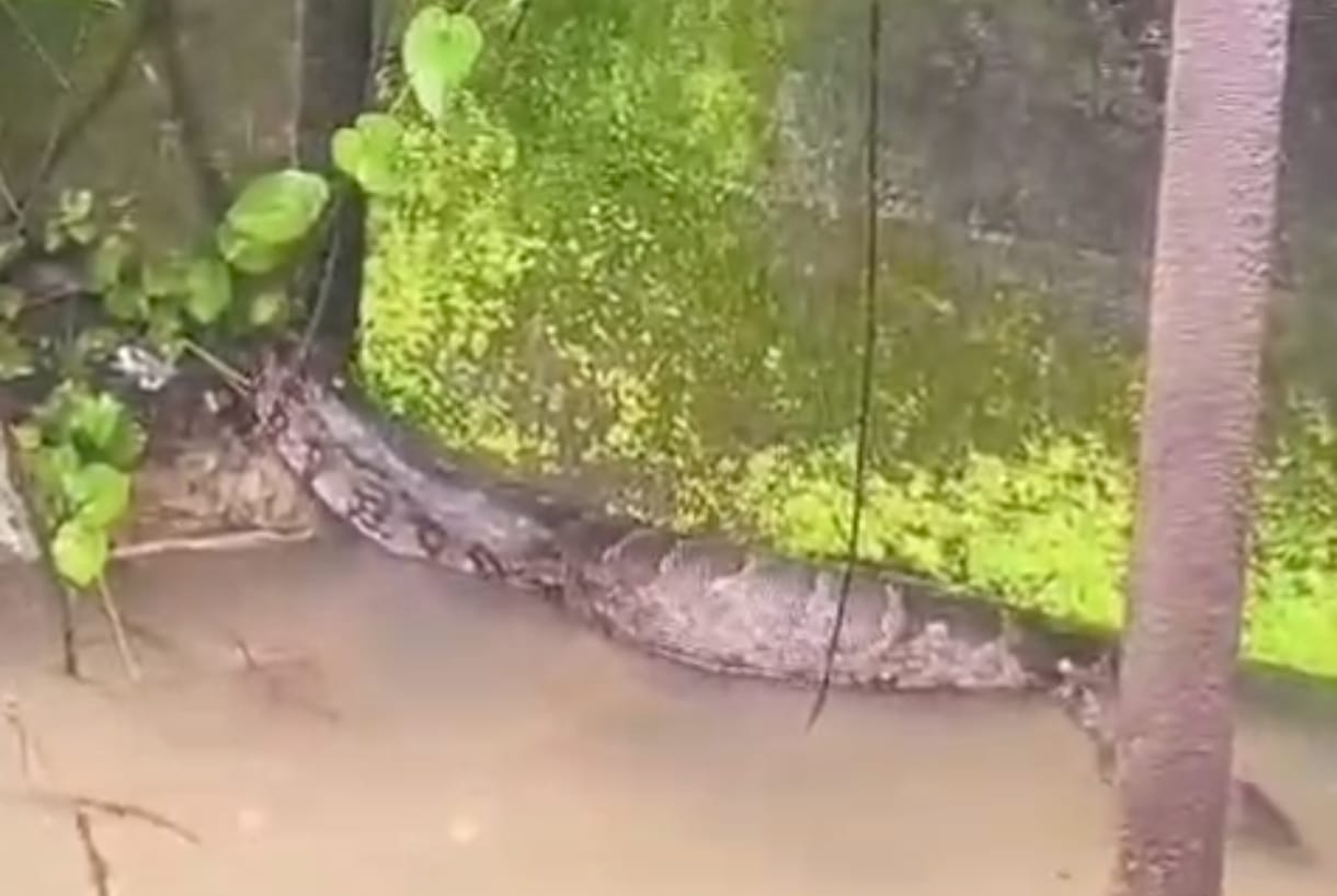 Giant python emerges to enjoy the rain; panic ensues among the people.
