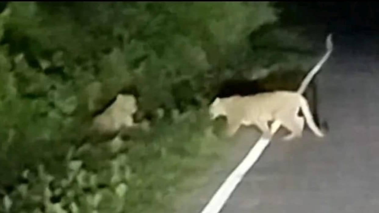 Leopard pair appears on the road, frolics for five minutes.