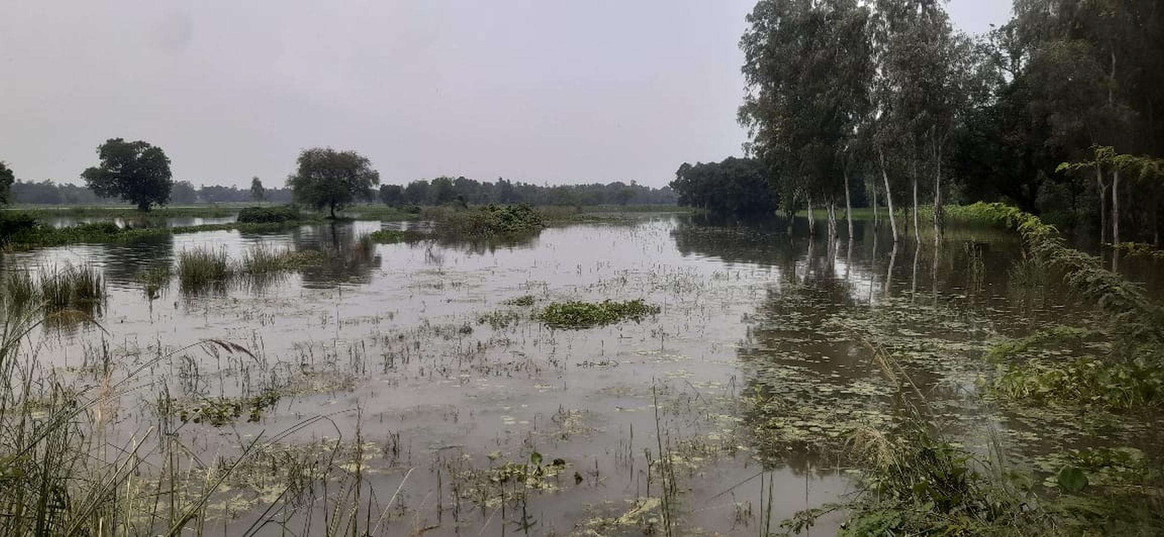 शिवगढ़ ब्लॉक क्षेत्र से निकली शिवगढ़ ड्रेन उफनाने से खेतों में भरा पानी।