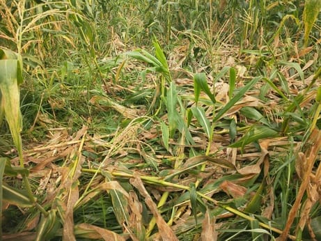 Farmers in the Bangana subdivision are distressed by the menace of wild animals.