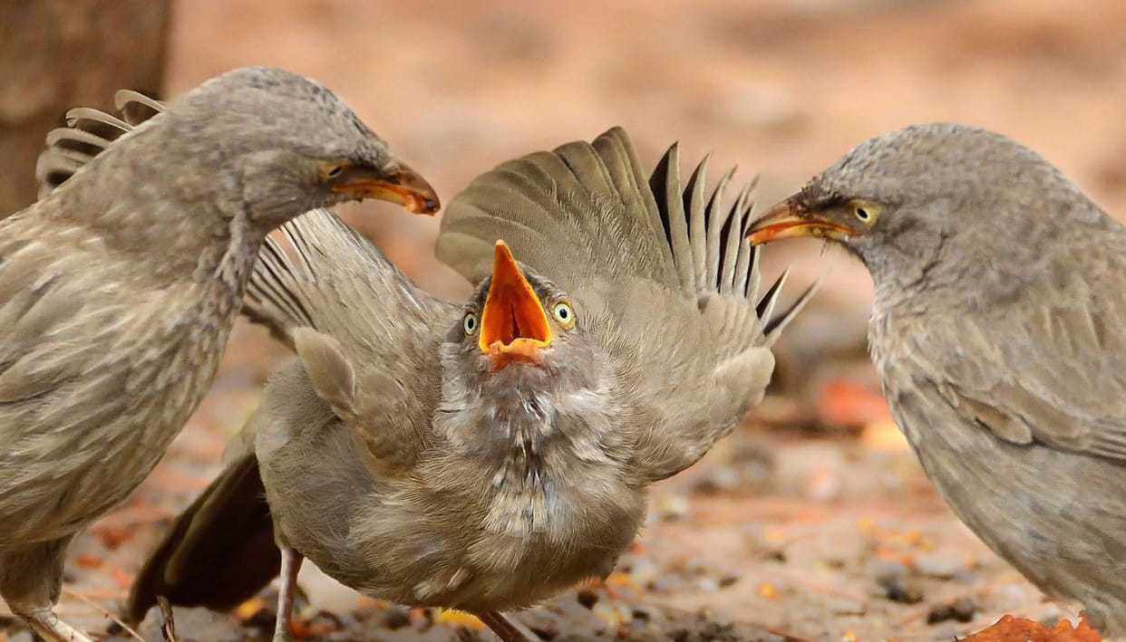 The sweet tune of the "Seven Sister Birds" echoed in the month of Sawan.