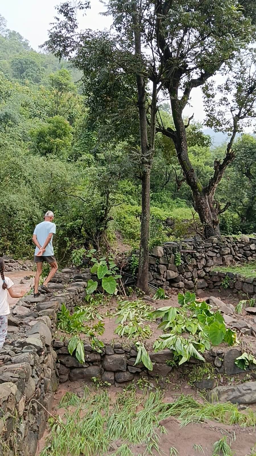 Elderly farmer's paddy crop destroyed in Kharota; protective wall also washed away by overflowing drain.