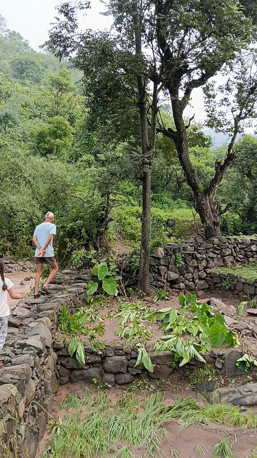 Elderly farmer's paddy crop destroyed in Kharota; protective wall also washed away by overflowing drain.