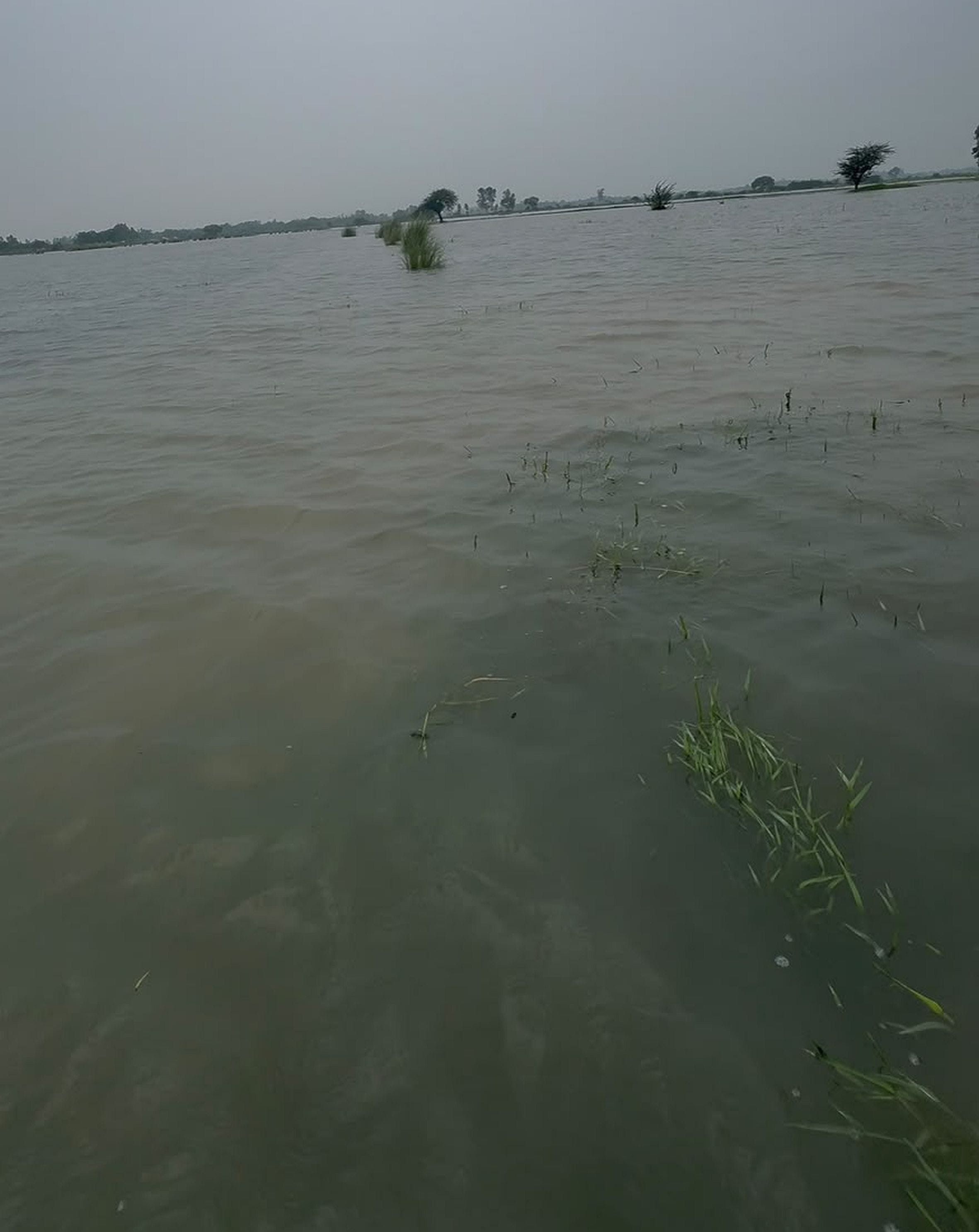गौरीगंज में पैंगा ड्रेन के उफान से डूबी किसानों की फसल। -संवाद