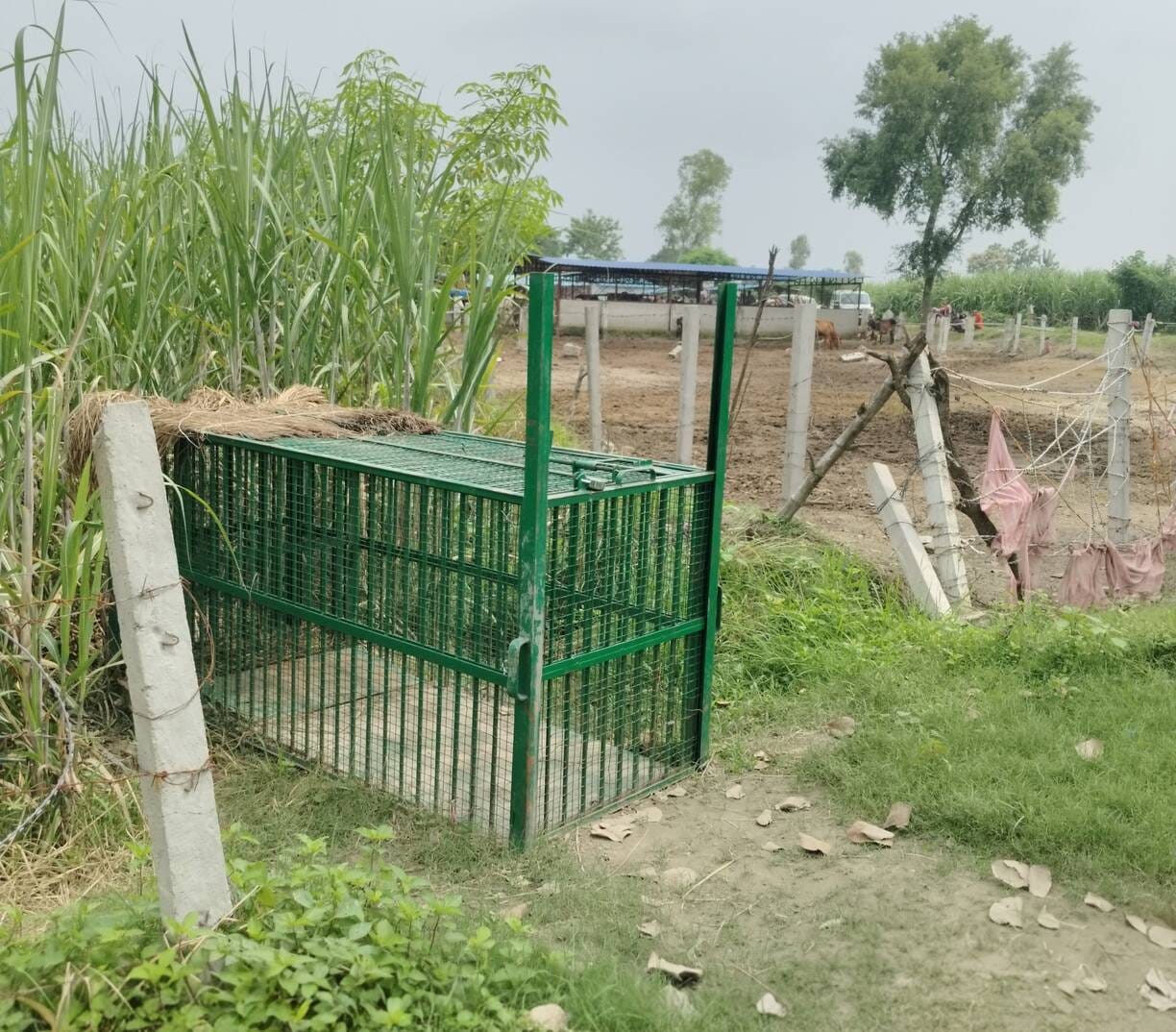 गौशाला के पास में लगा पिंजरा।संवाद