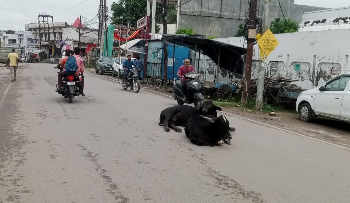 Gaushala statistics shine, roads filled with animals