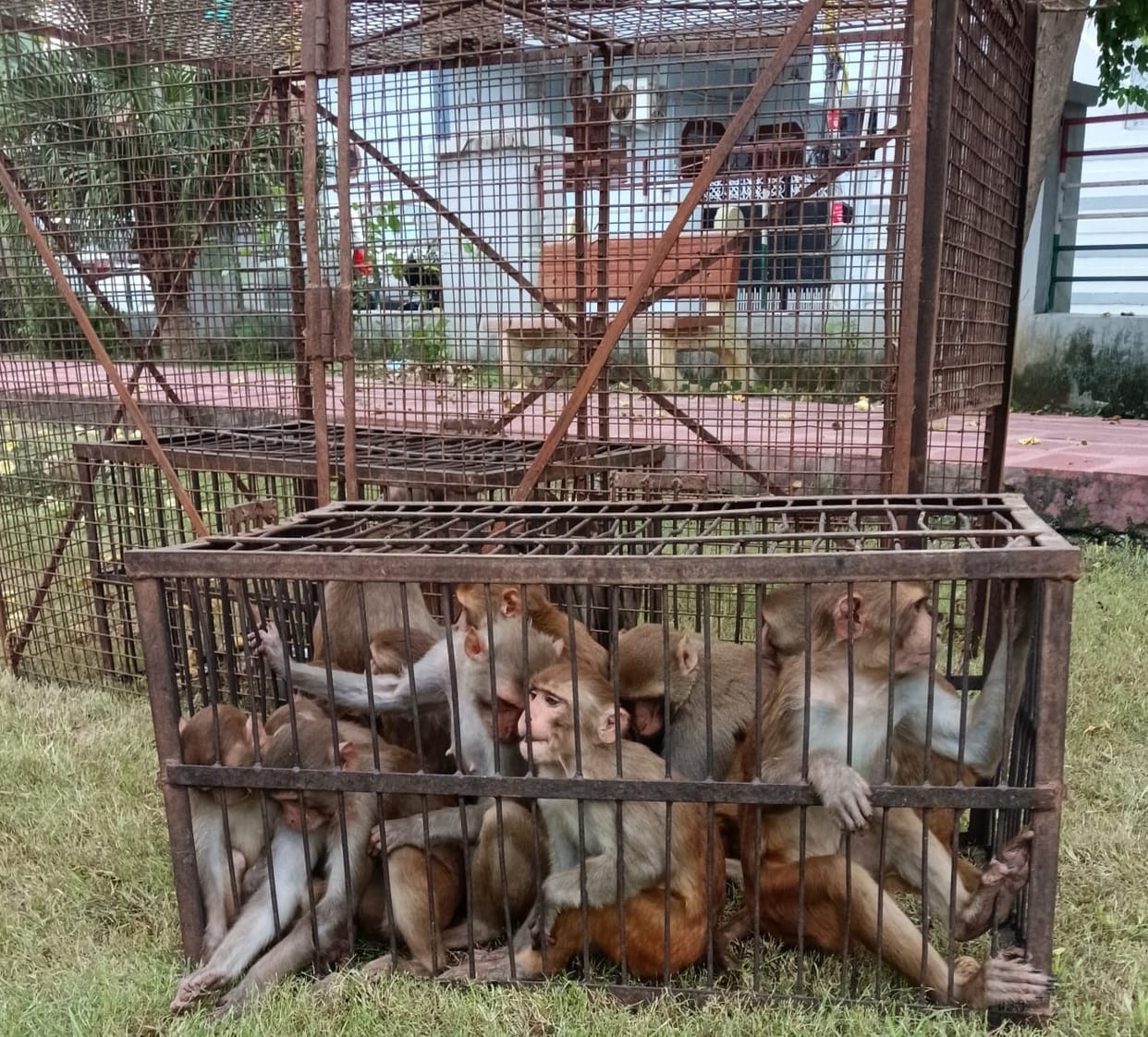 Laxman Colony residents, who have been troubled by the terror of monkeys for a long time, will get relief.