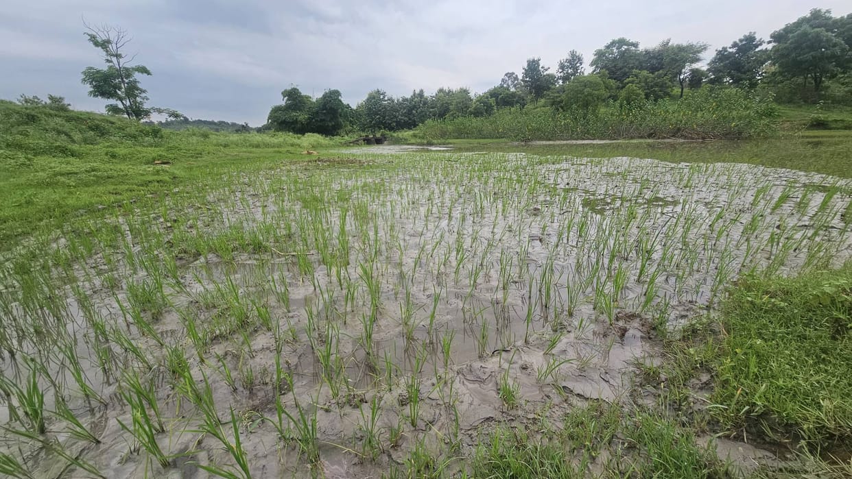 Paddy crop ruined by ash washed in by rainwater