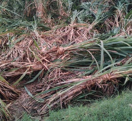 Continuous rain has increased farmers' concerns.