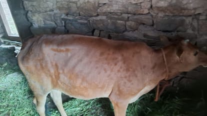 धारटीधार क्षेत्र के एक गांव में गोवंश में पाए गए लंपी वायरस संभावित लक्षण। संवाद