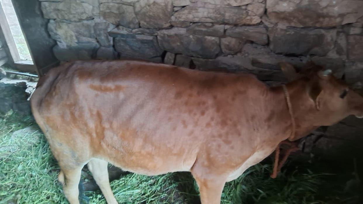 Number of animals showing Lumpy-like symptoms doubles in a week; 1,039 affected, 19 dead.