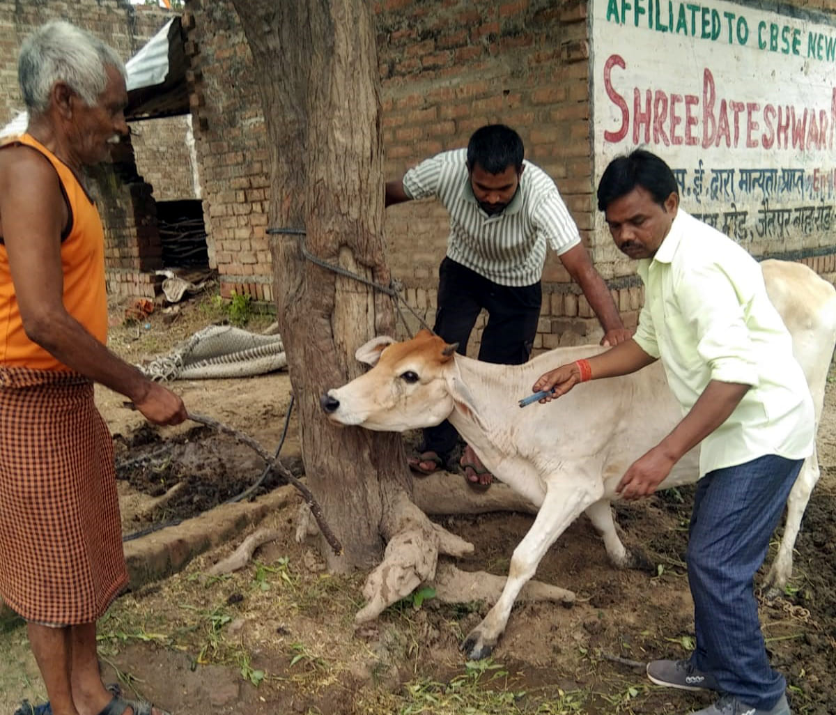Five cattle affected by Lumpy disease.