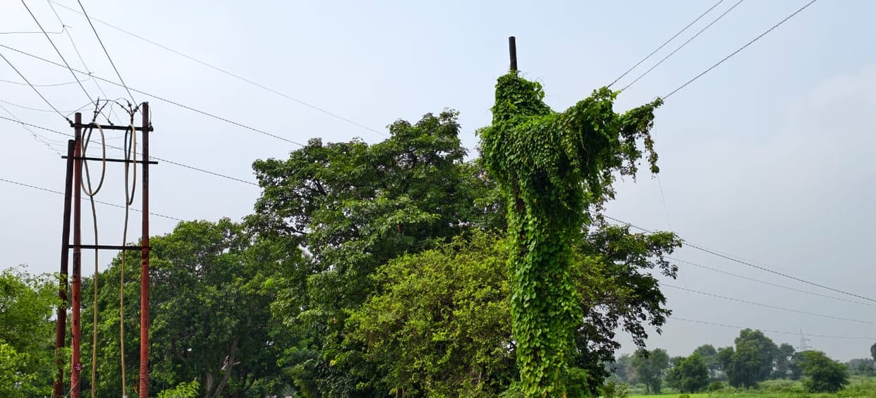 Electricity utility forgets summer pruning; 250 transformers and 100 poles lost amidst overgrowth of creepers.