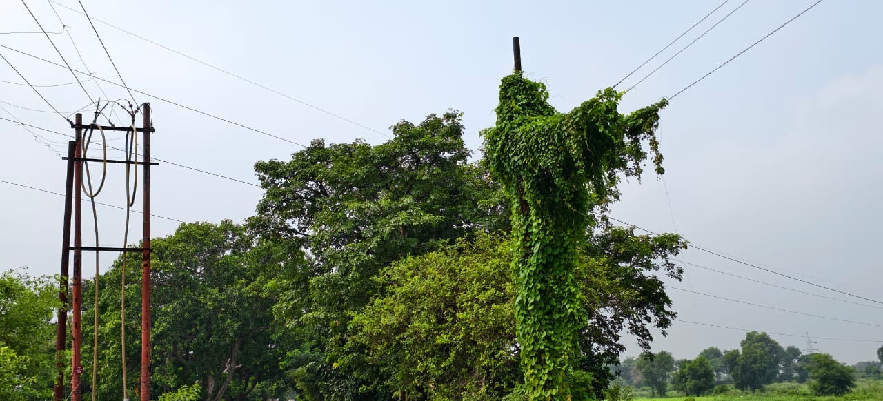 बसंतपुर गांव में विद्युत तारों पर पसरा लताएं।संवाद
