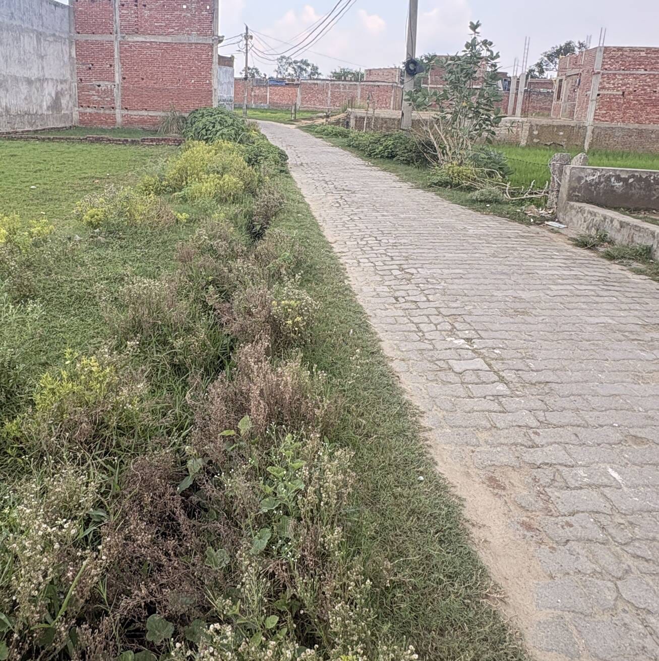 बुद्ध नगर से इंदिरा नगर को जोड़ने वाली सड़क नाली की नियमित सफाई न होने से बड़ी-बड़ी झाड़ियों और