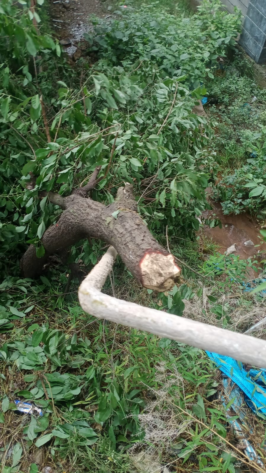 Bilaspur: Thieves committed suicide at night in Changar Sector of the city.