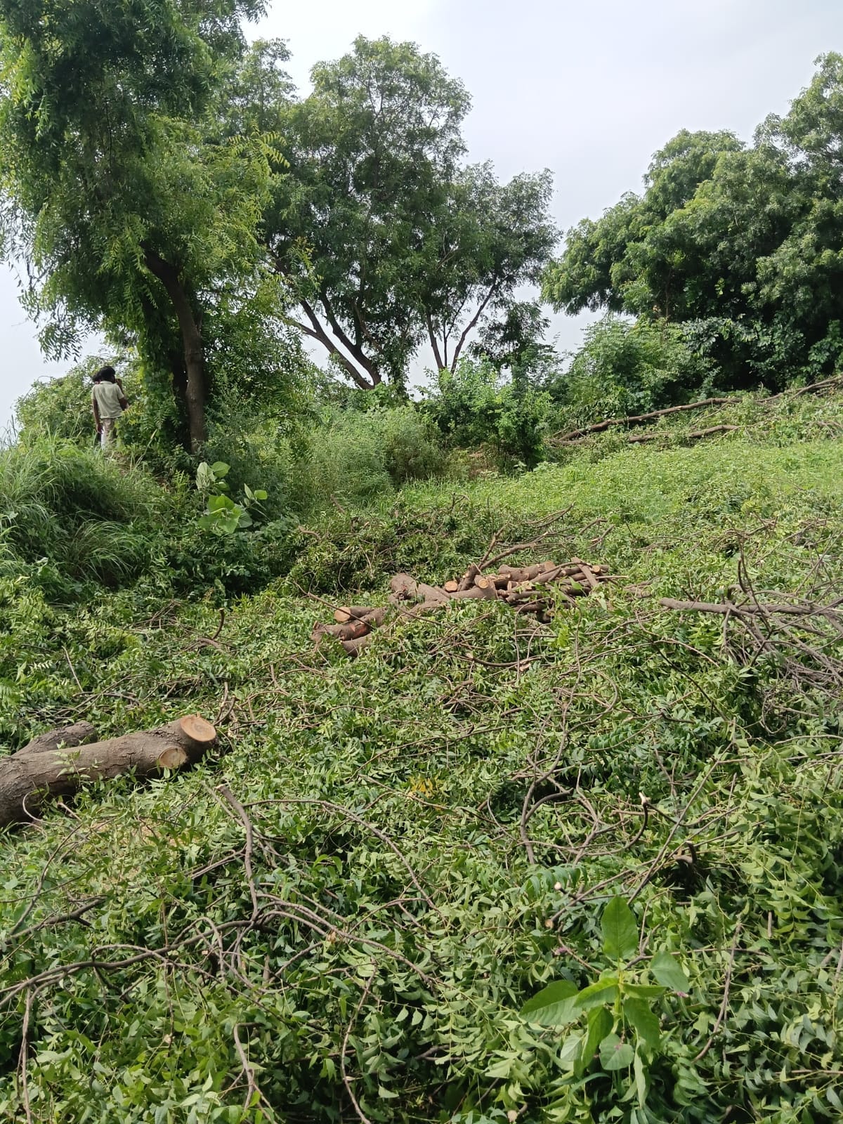 Forest mafia fells over a dozen green trees in Parouli Sikarwar.