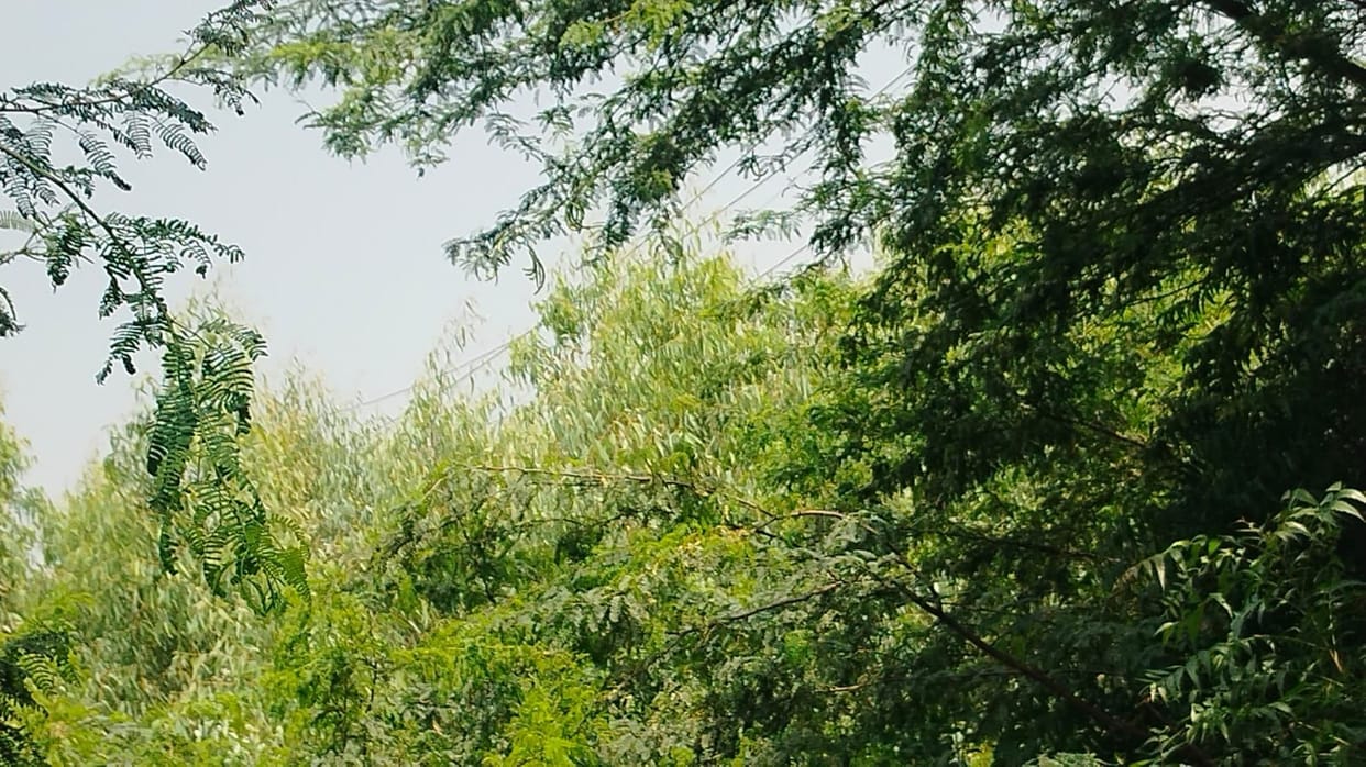 Power supply to 14 villages repeatedly disrupted by eucalyptus trees.