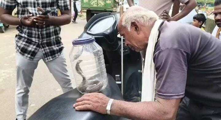 डिब्बे में बंद कोबरा