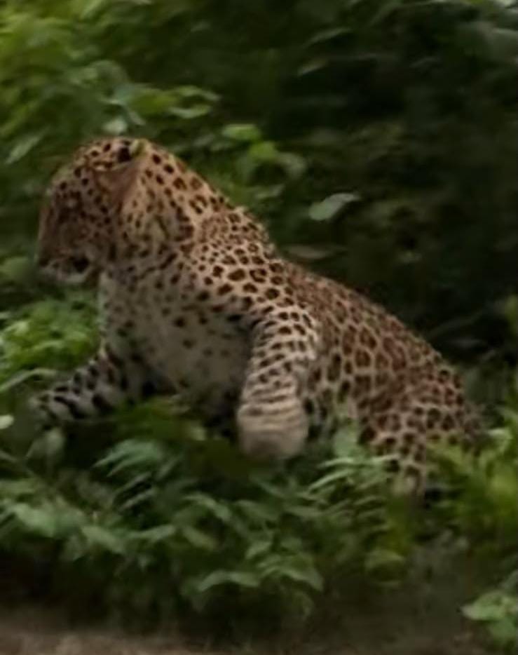 Leopard pounces on dog; passersby have a narrow escape.